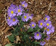 aster